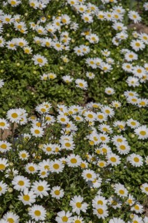 Beautiful daisy flowers as a background