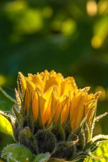 Sunflowers at sunrise, Gechingen, Germany, Europe