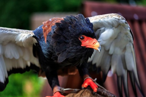 Bateleur