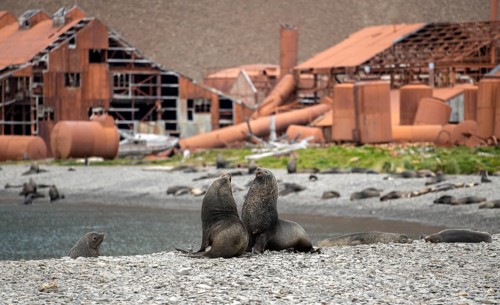 Sea Bears off South Georgia Whaling Station Stromness Bay