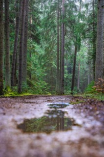 Puddle in the forest, Black Forest, Unterhaugstett, Germany, Europe