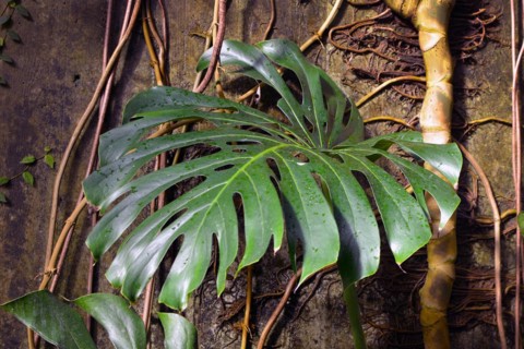 Close up of a leaf of a huge and mature Monstera Deliciosa Swiss Cheese Plant with roots climbing up wall