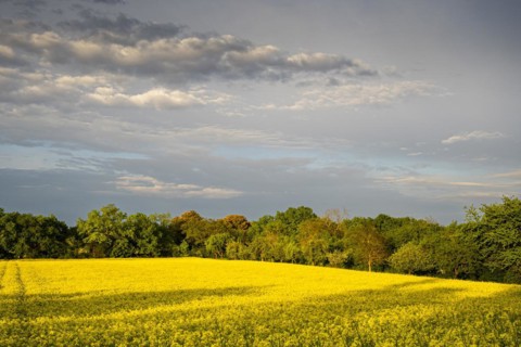 Landscape in spring, a yellow flowering rape field at golden hour in the evening after a rain shower, Baden-Wuerttemberg, Germany, Europe
