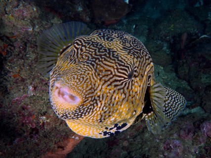 Portrait of map puffer