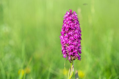 Pyramidal orchid in a meadow in spring. Alsace, France, Europe