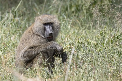 Olive baboon