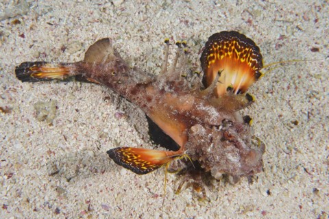 A Red Sea walkman filament devilfish