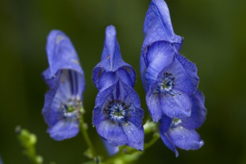 Monkshood