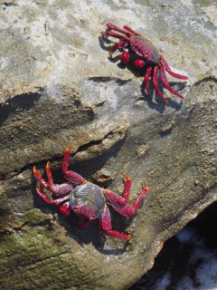 Red rock crab