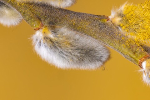 Flowering palm catkins