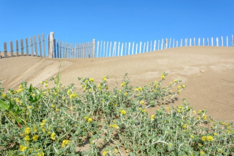 Protection of the sand dunes in the Camargue, Espiguette beach. Le Grau du Roi, Provence-Alpes-Cote dAzur, France, Europe