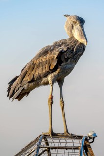 Shoebill