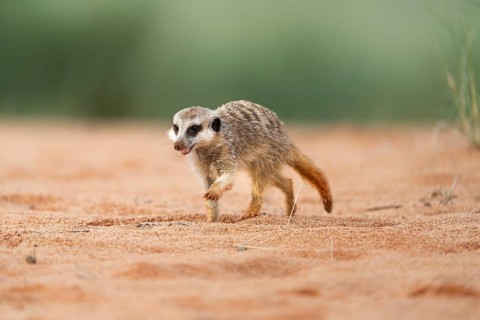 Meerkat