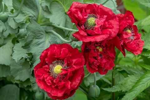 Filled poppies