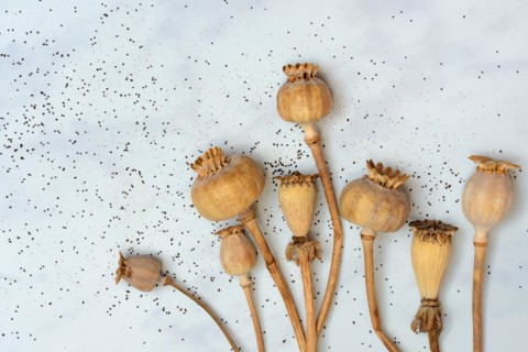 Various poppy