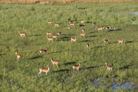 Lechwe