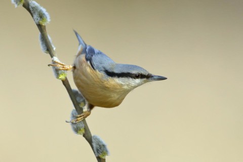 Eurasian nuthatch