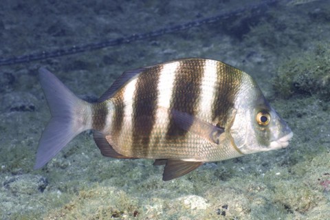 Banded seabream