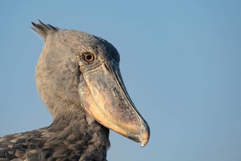 Shoebill