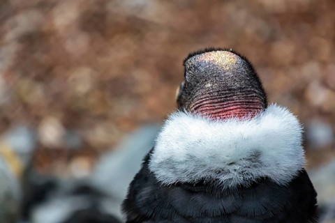 Andean condor