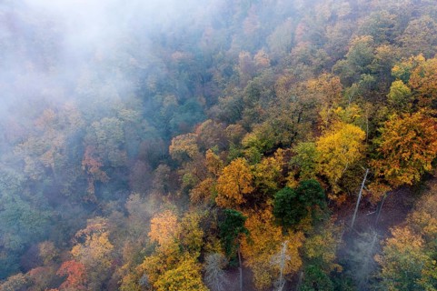 Foggy atmosphere, autumnal forest, aerial view, Thayatal, Hardegg, Lower Austria, Austria, Europe