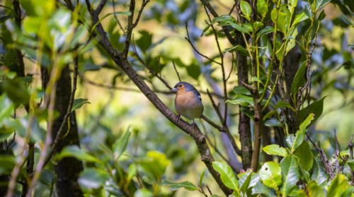Madeiran chaffinch