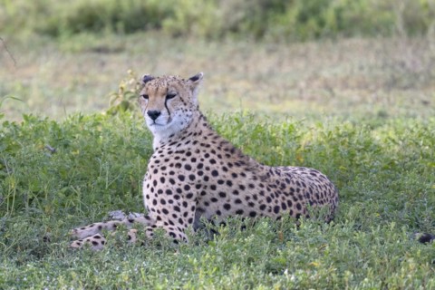 Cheetah