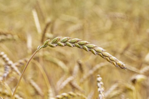 Swabian Alb spelt