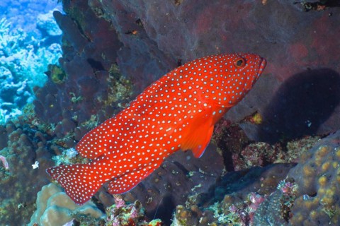 Jewel grouper