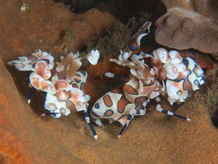 Pair of harlequin shrimp