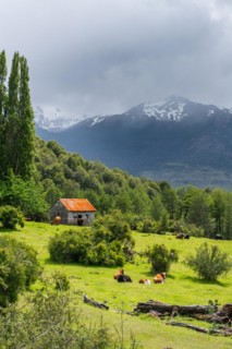 Cows grazing in front of a wooden house covered with shingles, Cerro Castillo National Park, Aysen, Patagonia, Chile, South America
