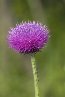 Musk thistle