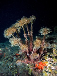 Mediterranean fanworm