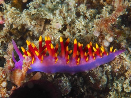 Tropical gas flame