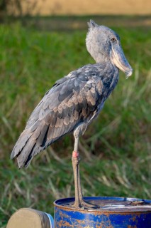Shoebill