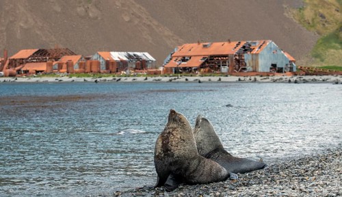Sea Bears off South Georgia Whaling Station Stromness Bay