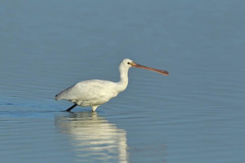 Eurasian spoonbill