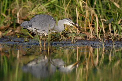 Grey heron