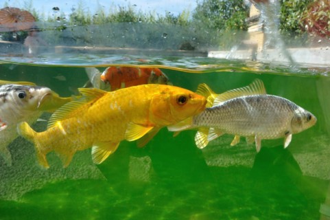 Koi carps in pond
