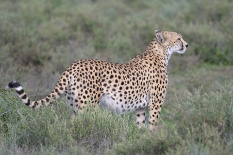 Cheetah