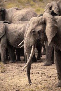 Herd of elephants, red elephants Elephants. In focus a bull in Tsavo National Park, Kenya, East Africa, Africa