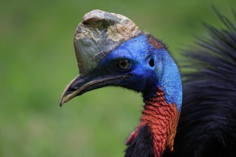 Northern cassowary