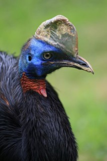 Northern cassowary