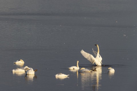 Mute Swan