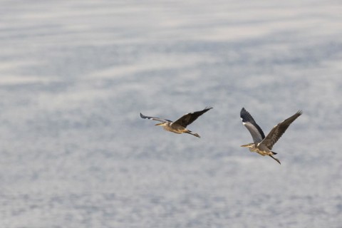 Grey heron