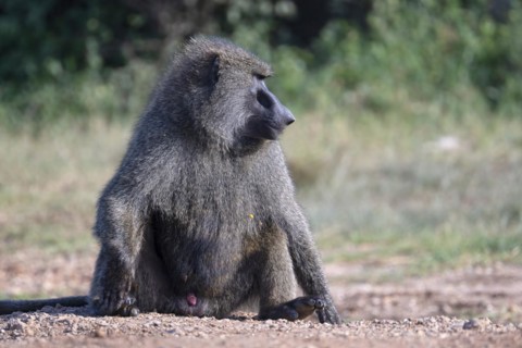 Olive baboon