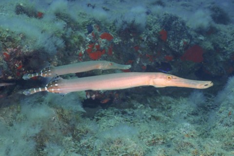 Atlantic cornetfish