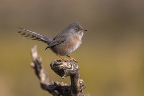 Dartford warbler
