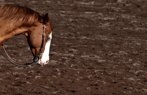 Close-up of the head and neck with headstall and reins of a western horse of the breed American Quarter Horse during training in the riding arena in late winter, chestnut coloured horse with large mar...
