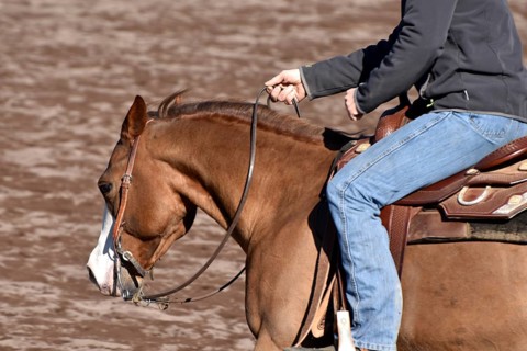 Close-up of the head and neck with headstall and reins of a western horse of the breed American Quarter Horse during training in the riding arena in late winter, chestnut coloured horse with large mar...